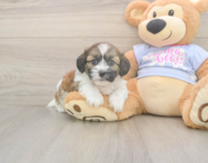 7 week old Teddy Bear Puppy For Sale - Florida Fur Babies