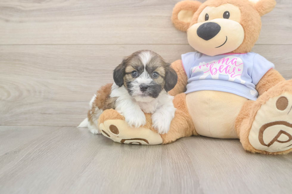 5 week old Teddy Bear Puppy For Sale - Florida Fur Babies
