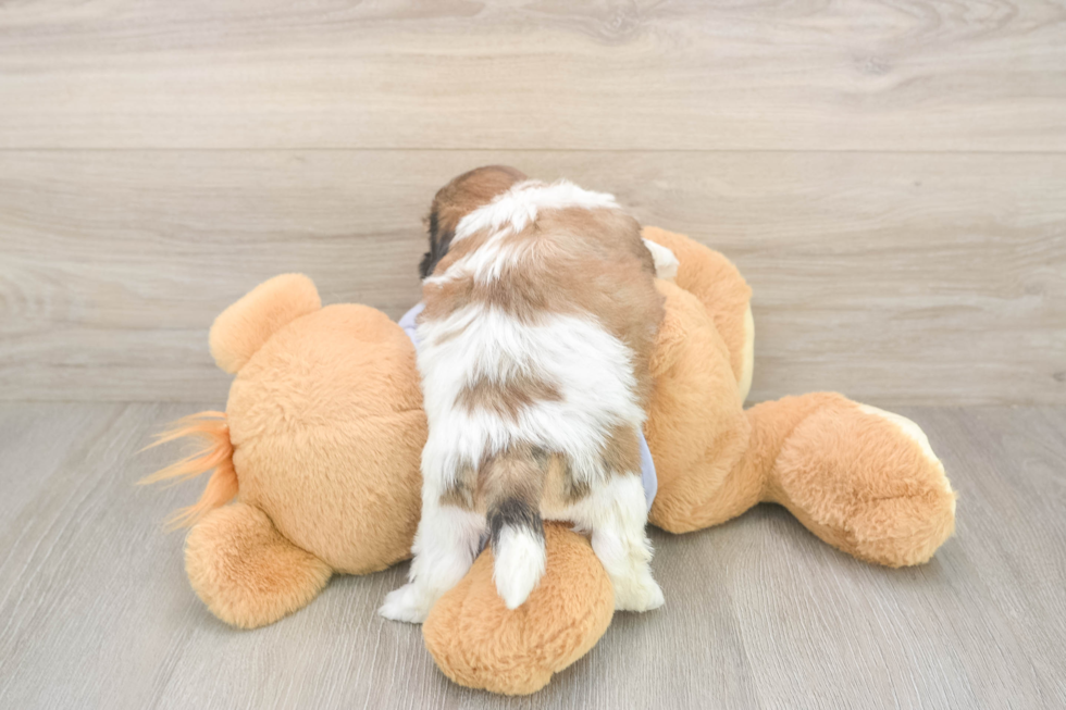 Teddy Bear Puppy for Adoption