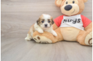 Happy Teddy Bear Baby