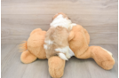 Funny Teddy Bear Designer Pup
