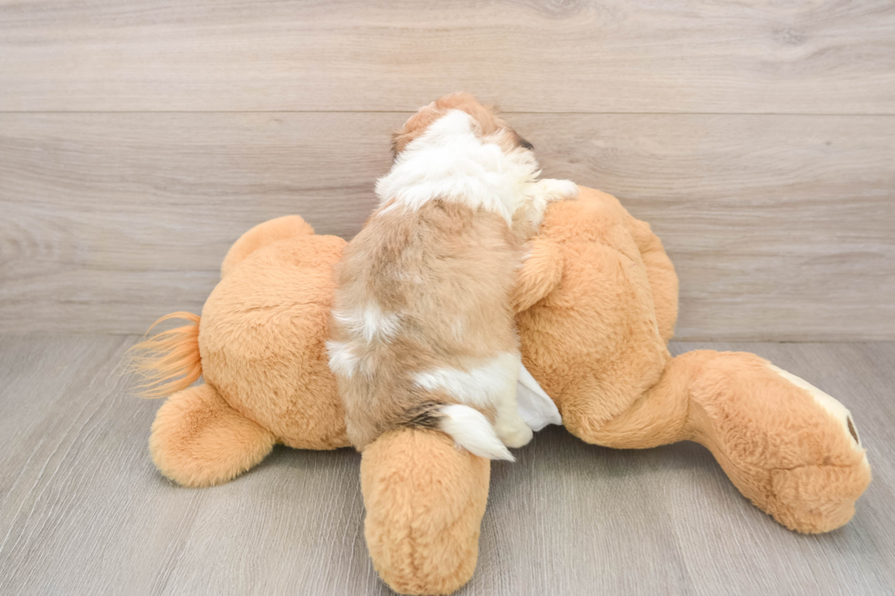 Funny Teddy Bear Designer Pup