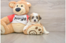 Teddy Bear Puppy for Adoption
