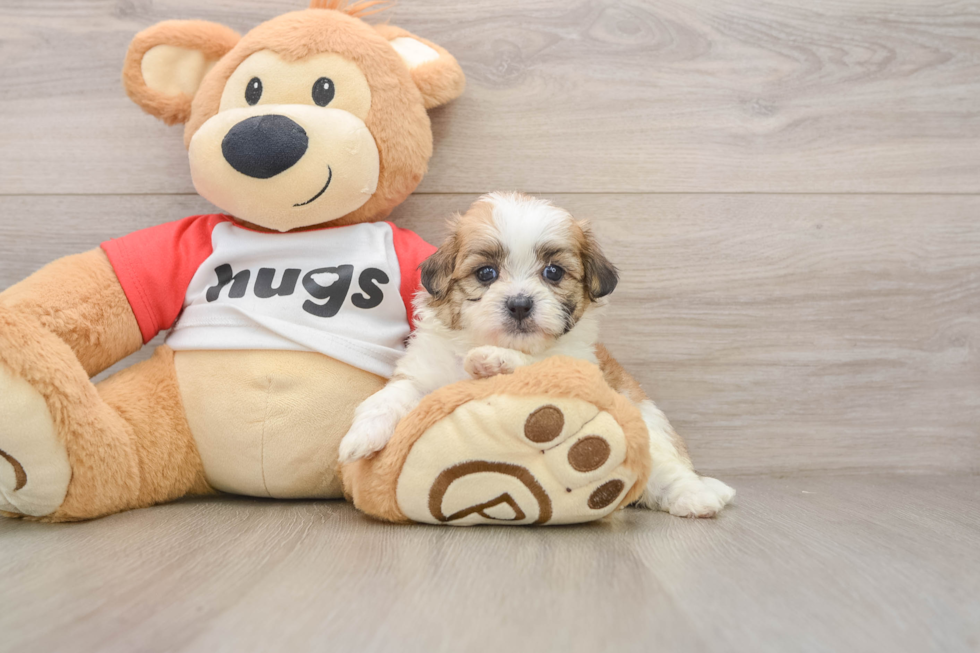 Teddy Bear Puppy for Adoption
