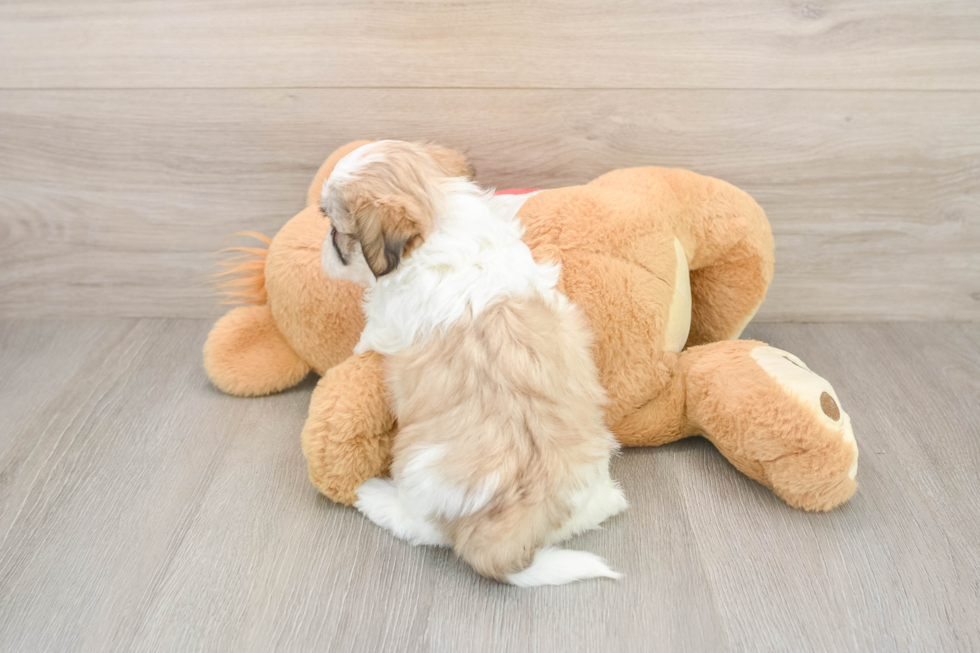 Friendly Teddy Bear Baby