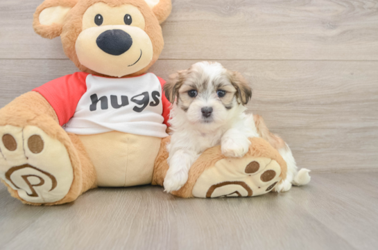 Best Teddy Bear Baby