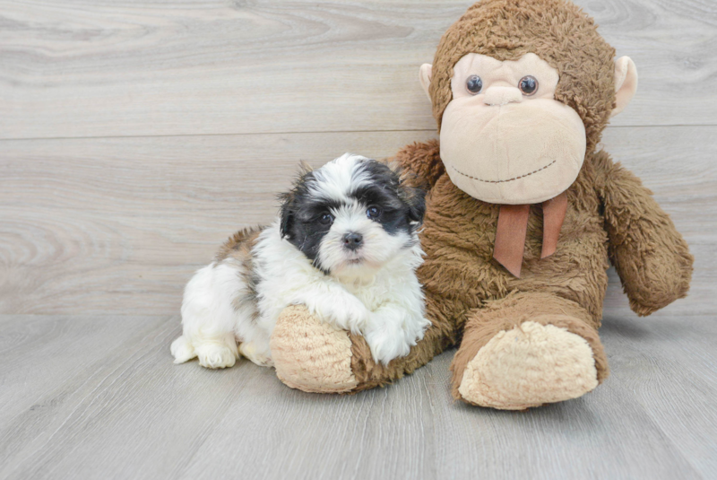 Meet Gideon - our Teddy Bear Puppy Photo 1/3 - Florida Fur Babies