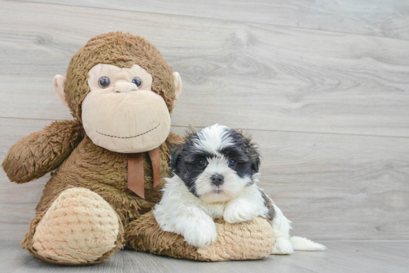 Meet Gideon - our Teddy Bear Puppy Photo 3/3 - Florida Fur Babies