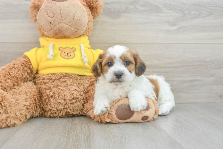 Teddy Bear Puppy for Adoption