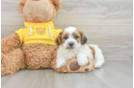 Teddy Bear Puppy for Adoption