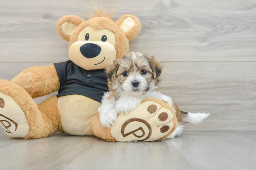 7 week old Teddy Bear Puppy For Sale - Florida Fur Babies