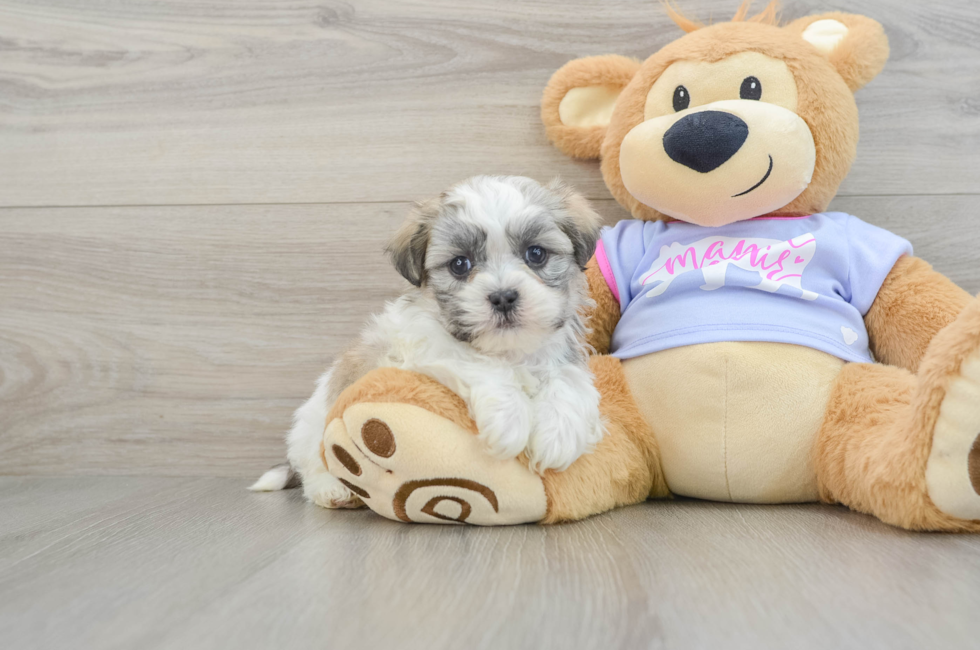 6 week old Teddy Bear Puppy For Sale - Florida Fur Babies