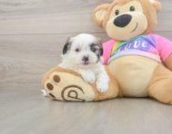 7 week old Teddy Bear Puppy For Sale - Florida Fur Babies