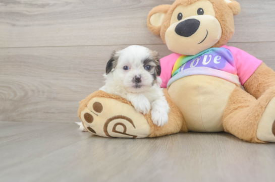 Adorable Shitzu Designer Puppy