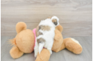 Teddy Bear Puppy for Adoption