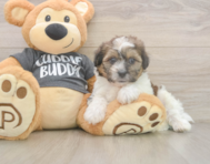 7 week old Teddy Bear Puppy For Sale - Florida Fur Babies