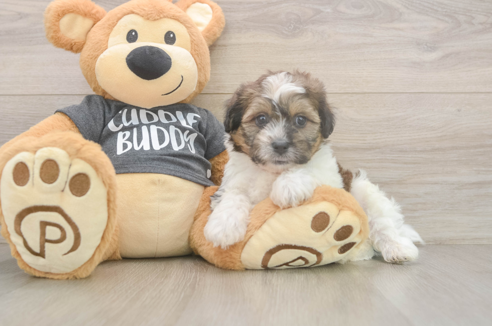 6 week old Teddy Bear Puppy For Sale - Florida Fur Babies