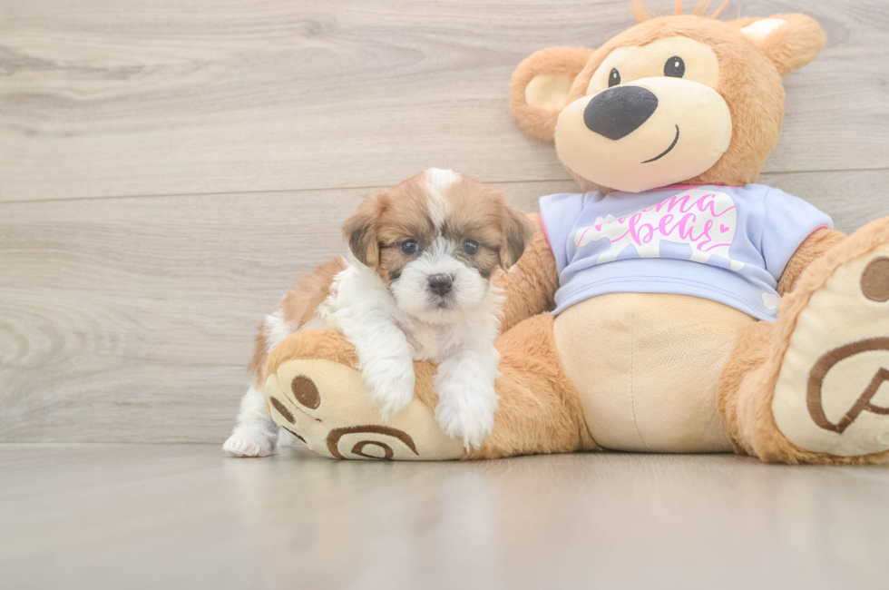 5 week old Teddy Bear Puppy For Sale - Florida Fur Babies