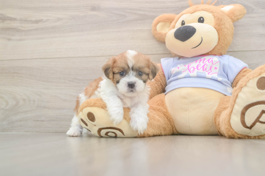 5 week old Teddy Bear Puppy For Sale - Florida Fur Babies Playful Shi Chon Designer Puppy