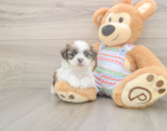 5 week old Teddy Bear Puppy For Sale - Florida Fur Babies