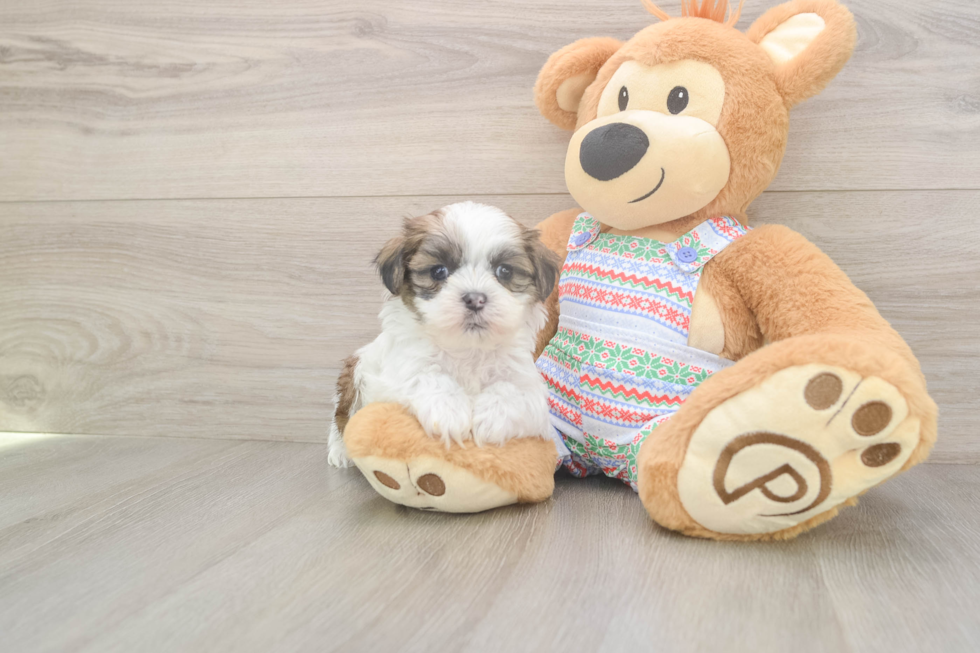 Sweet Teddy Bear Baby