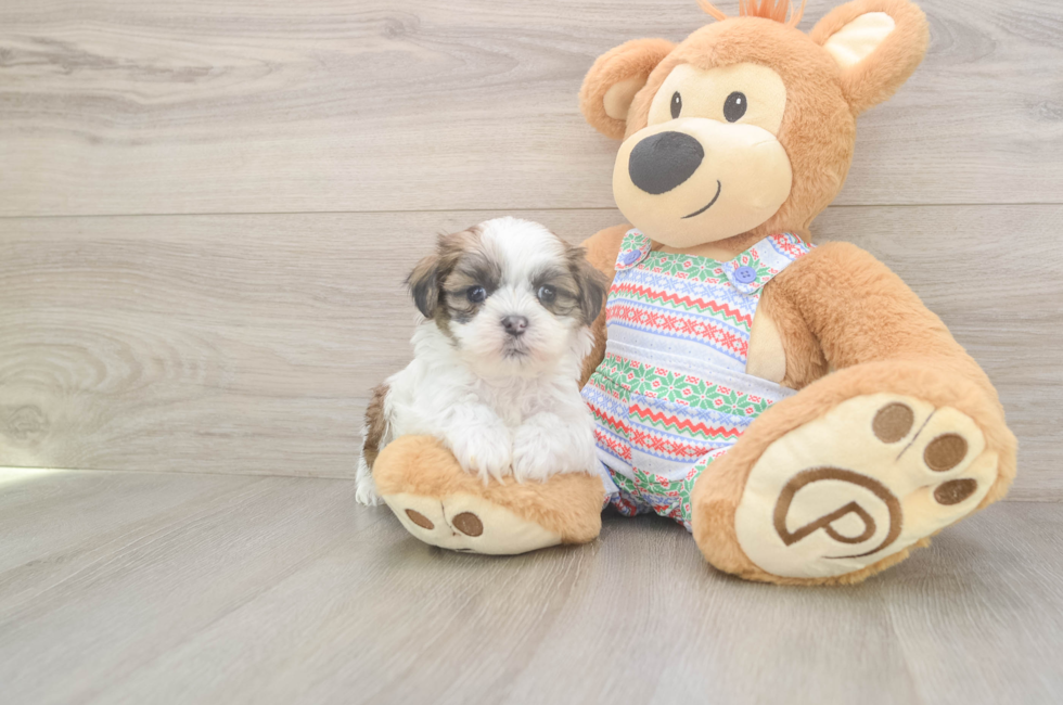 5 week old Teddy Bear Puppy For Sale - Florida Fur Babies