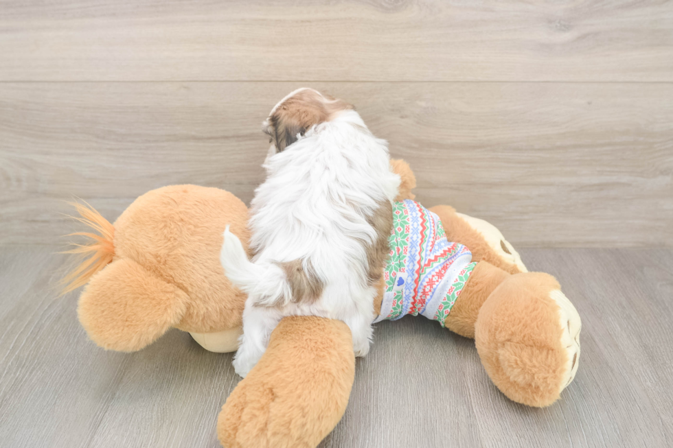 Teddy Bear Pup Being Cute