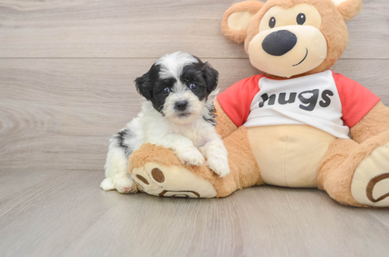 Teddy Bear Puppy for Adoption