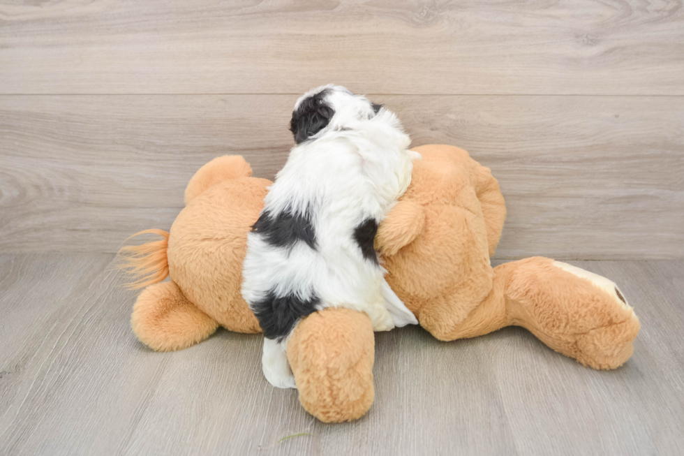 Friendly Teddy Bear Baby