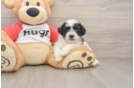 Playful Shi Chon Designer Puppy