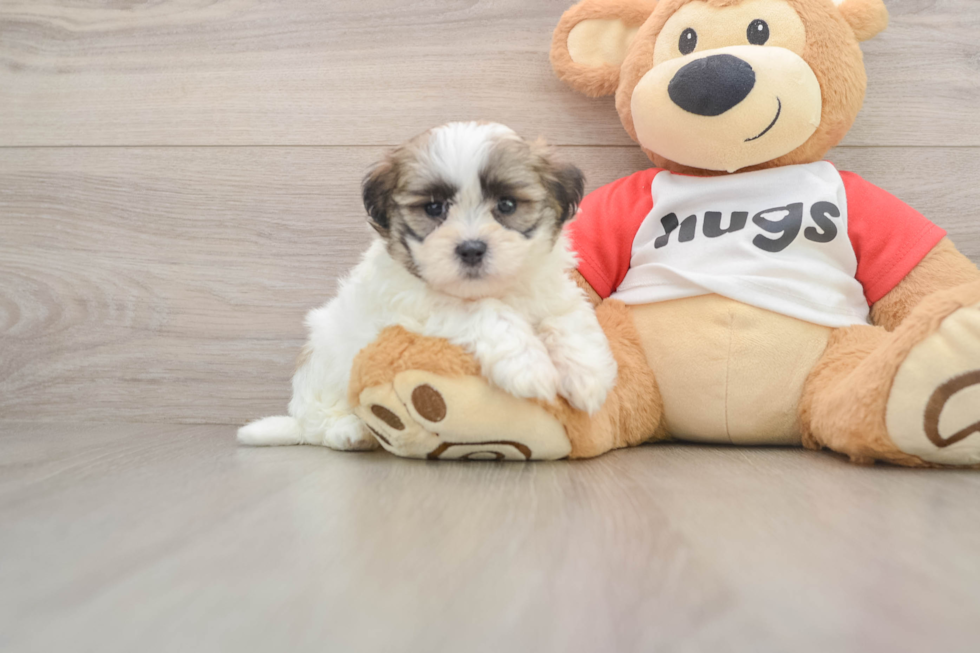 Hypoallergenic Shi Chon Designer Puppy