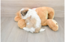 Teddy Bear Puppy for Adoption