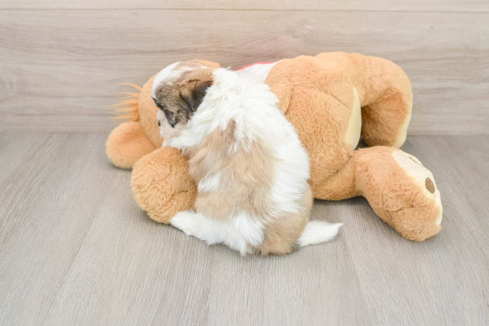 Teddy Bear Puppy for Adoption