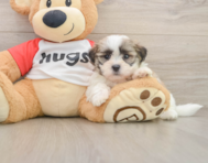 7 week old Teddy Bear Puppy For Sale - Florida Fur Babies