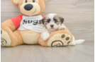 Teddy Bear Puppy for Adoption