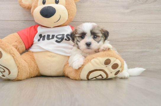 Teddy Bear Puppy for Adoption