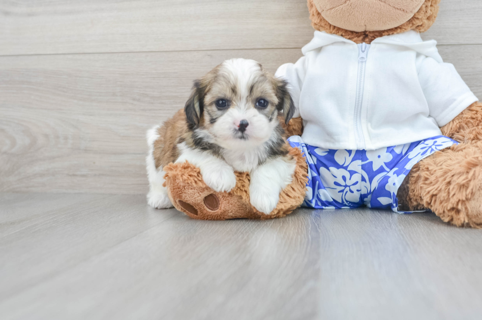 Shih Pom Dog Breed Description - Florida Fur Babies