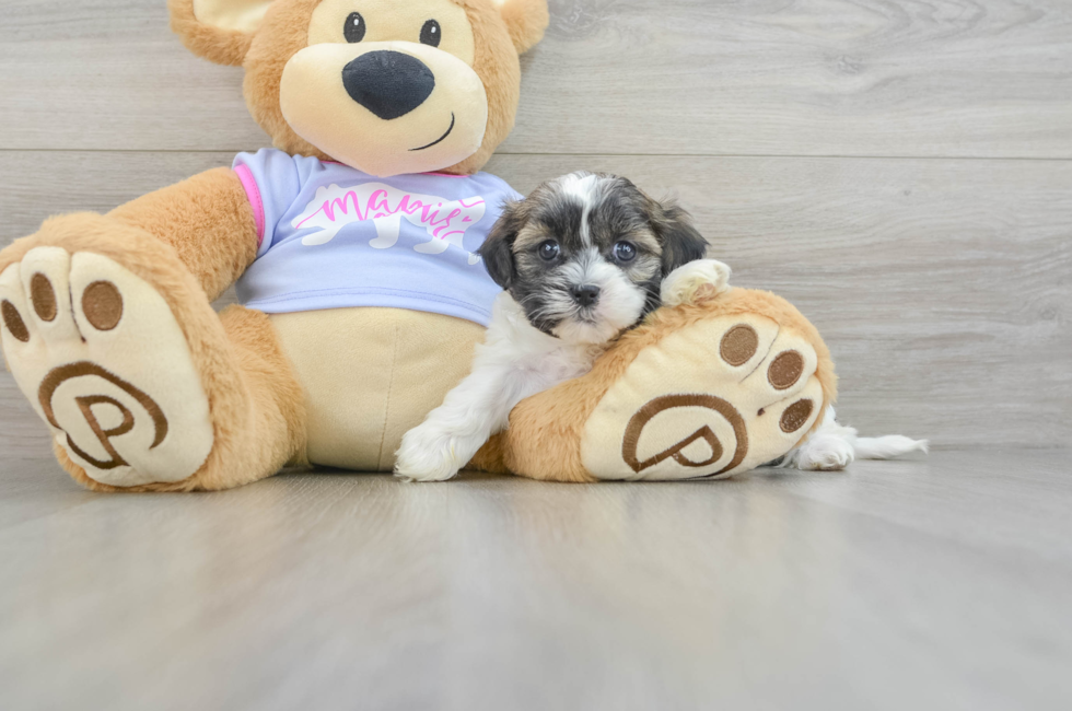 6 week old Teddy Bear Puppy For Sale - Florida Fur Babies