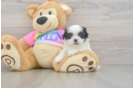Friendly Teddy Bear Baby