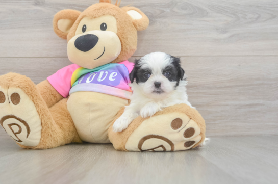 Friendly Teddy Bear Baby