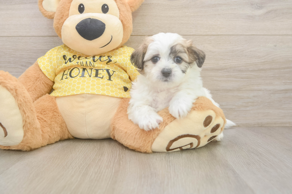 5 week old Teddy Bear Puppy For Sale - Florida Fur Babies