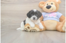 Teddy Bear Puppy for Adoption