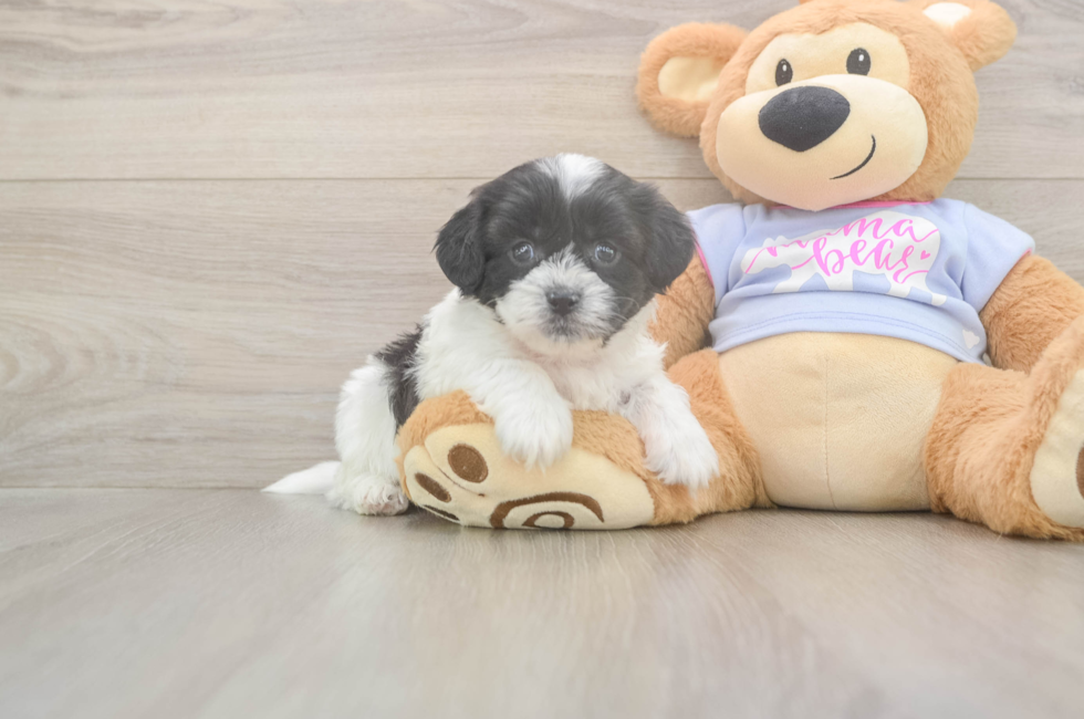 5 week old Teddy Bear Puppy For Sale - Florida Fur Babies