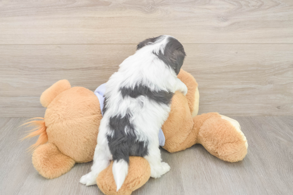 Energetic Shichon Designer Puppy