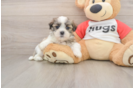 Teddy Bear Puppy for Adoption