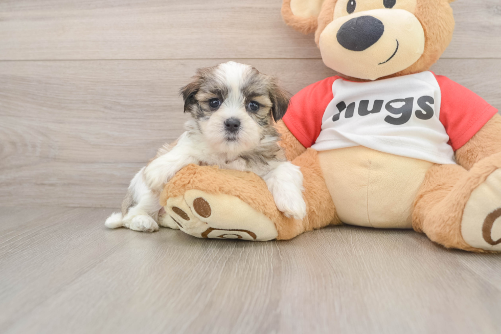 Teddy Bear Puppy for Adoption