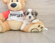 8 week old Teddy Bear Puppy For Sale - Florida Fur Babies