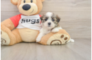 Best Teddy Bear Baby
