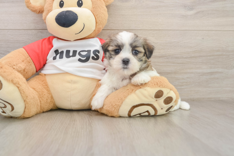 Best Teddy Bear Baby