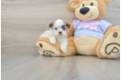 Best Teddy Bear Baby